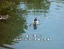 Duck Video