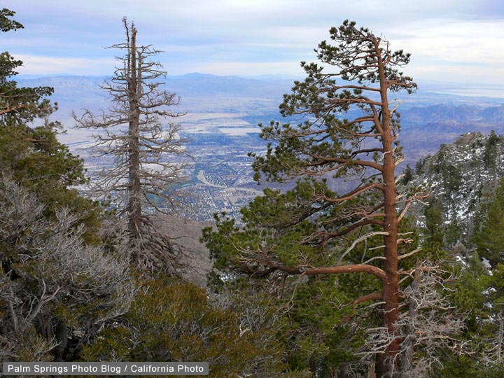 Mount San Jacinto Pine