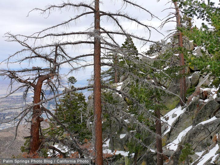 Mount San Jacinto Pines