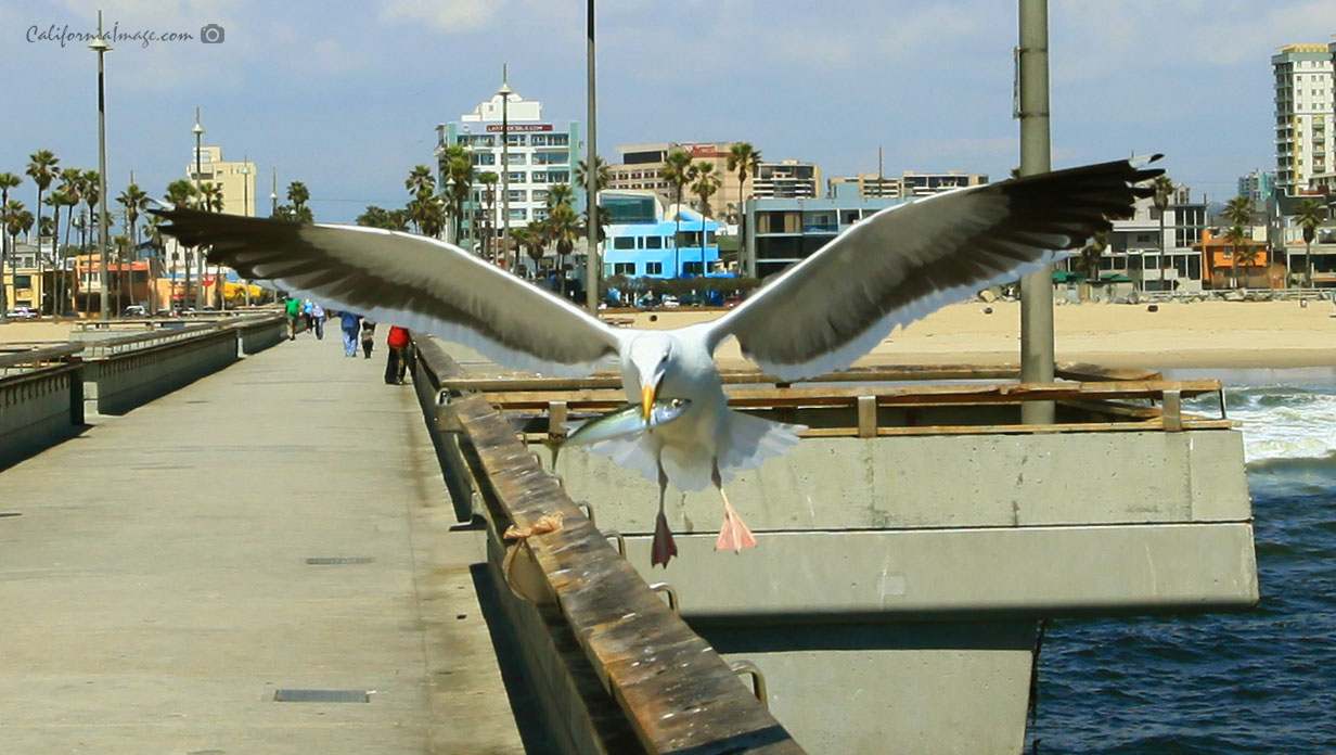 Seagull Carrying Fish