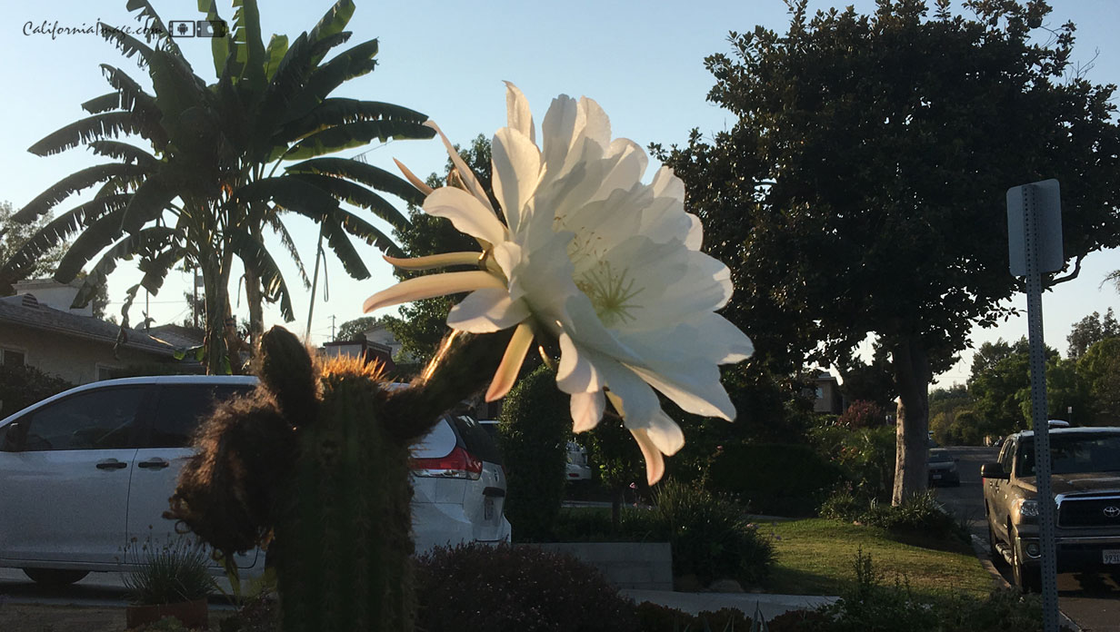 Cactus Flower