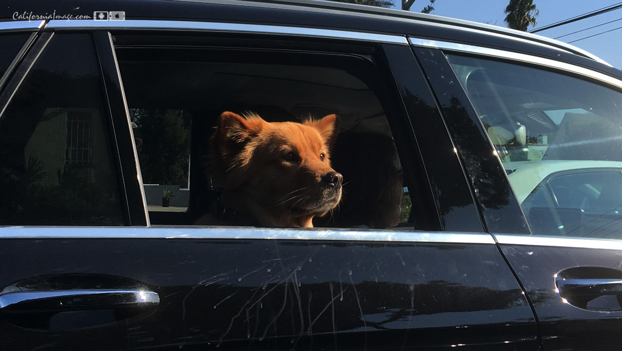Dog In Car