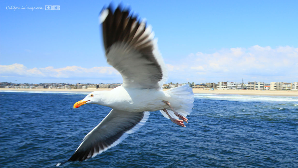Seagull Flight