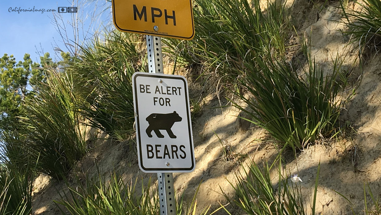 Alert For Bears