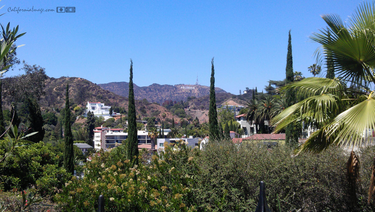 Hollywood Hills Cypress