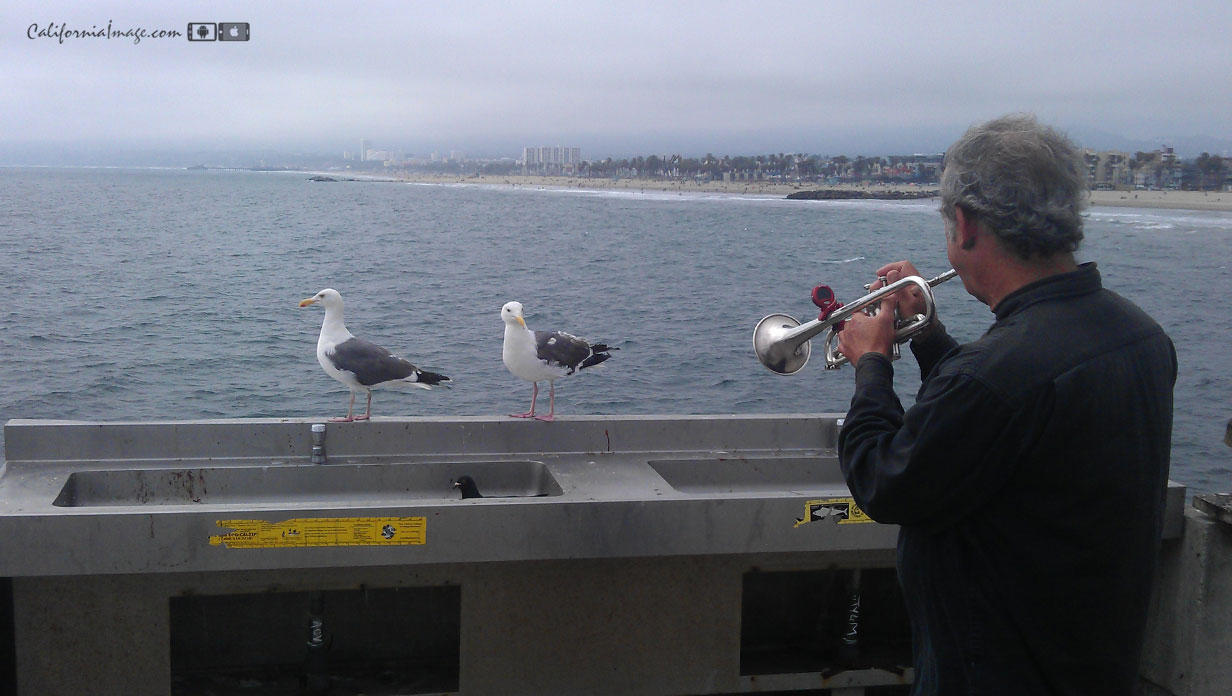 Man Plays Trumpet