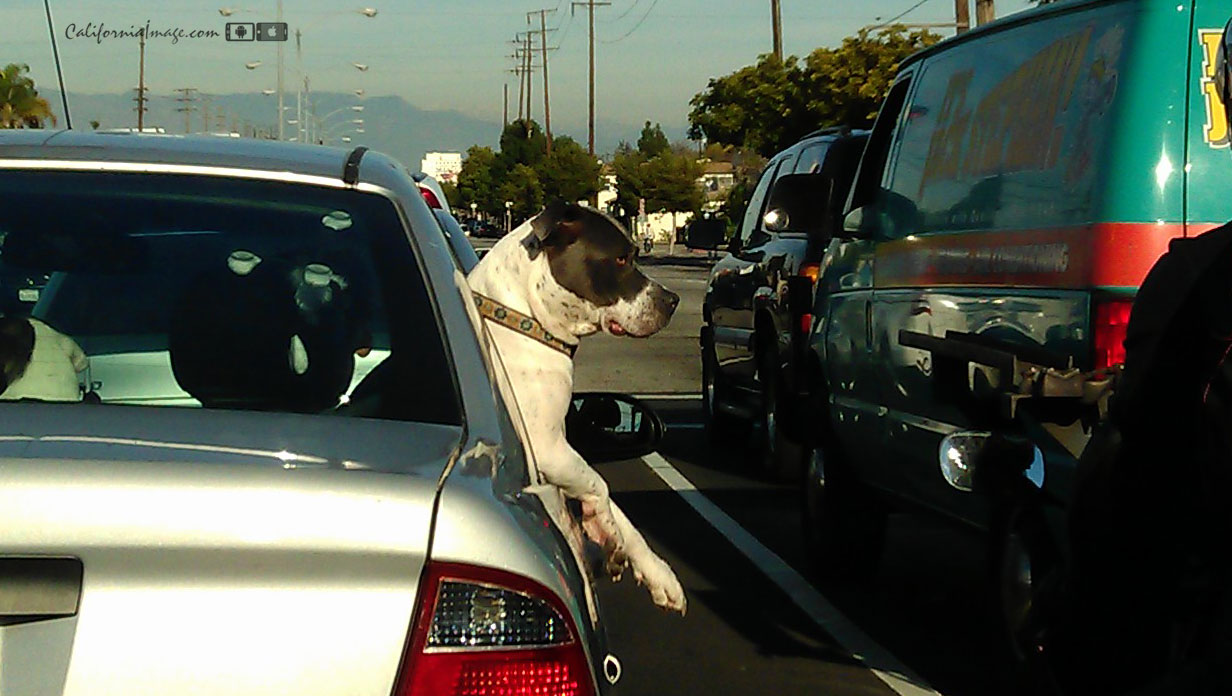 Dog Riding Car