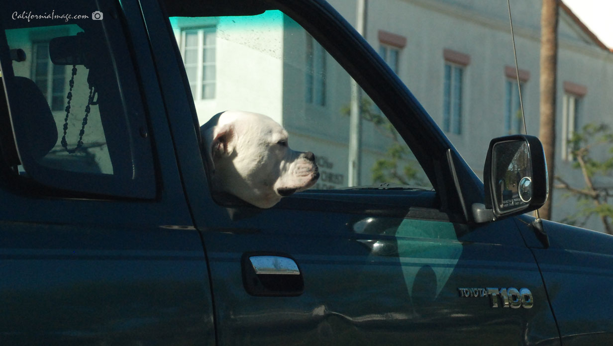 Dog Out Car Window