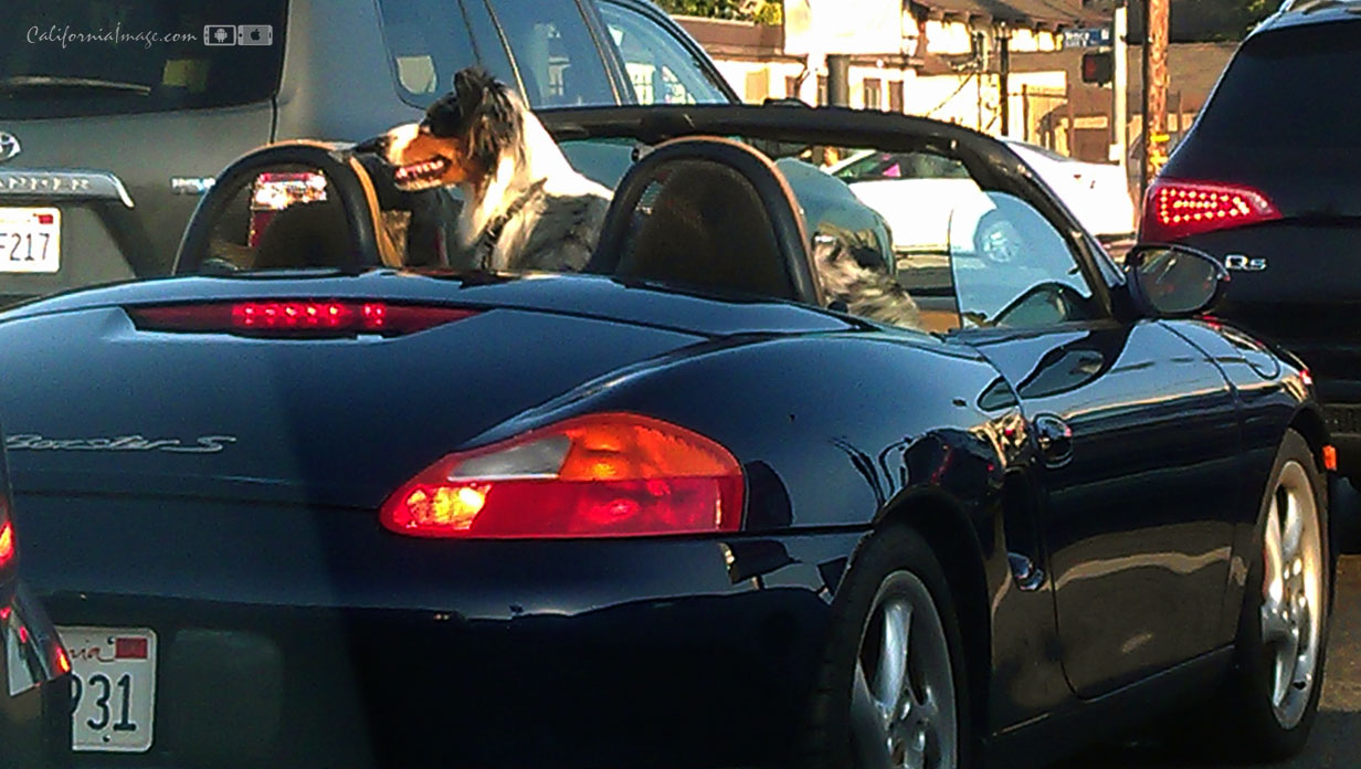 Dog In Convertible Car