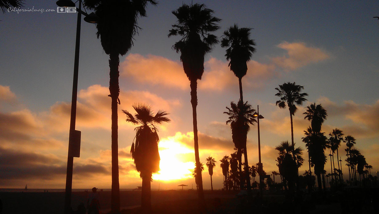 Beach Sunset Palms