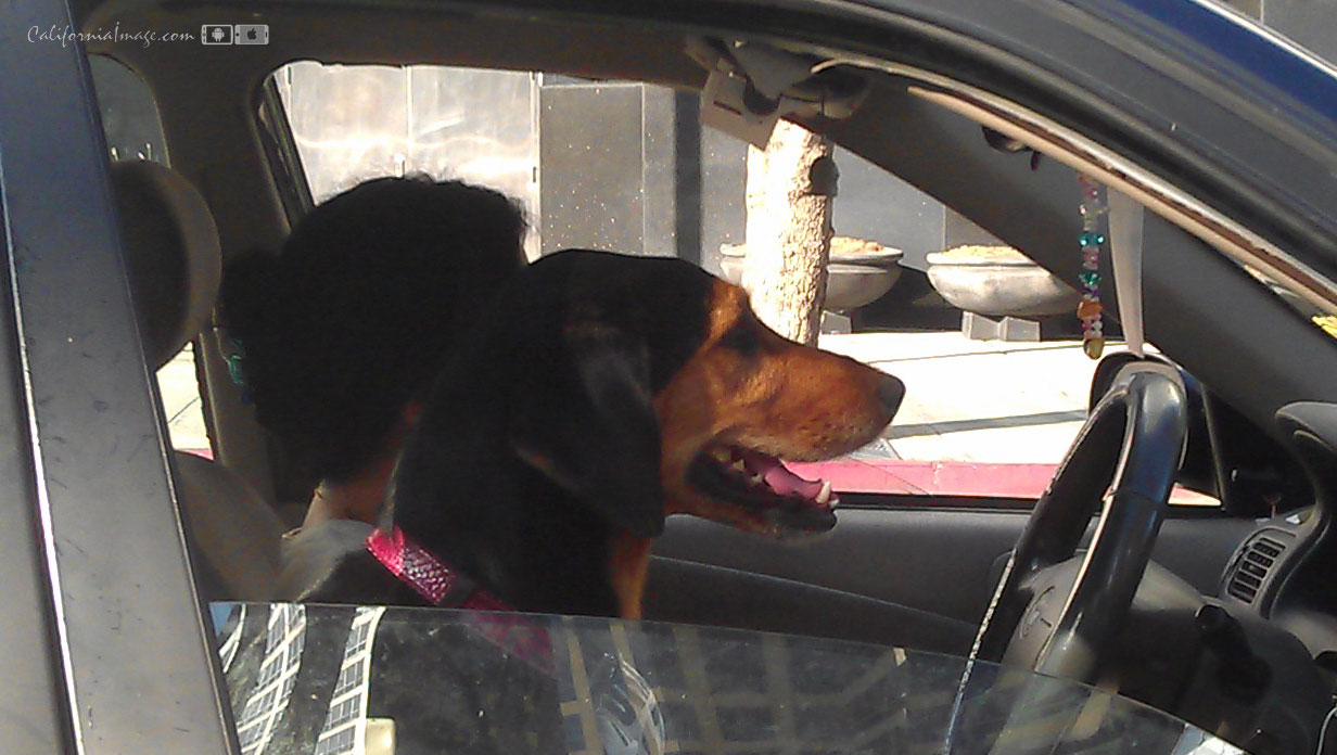 Dog Riding Shotgun