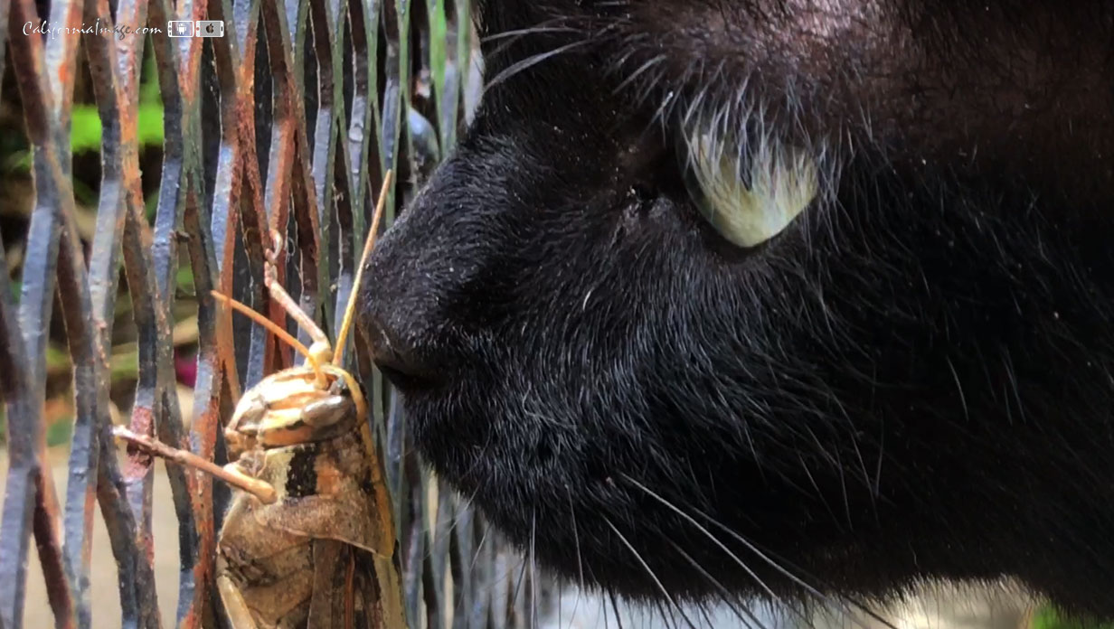Grasshopper And Cat