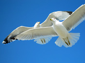 Two Seagulls Fly