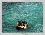 See Larger Image
