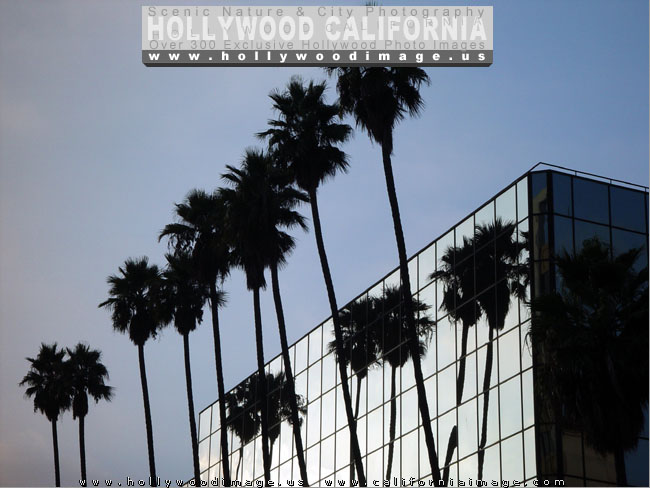 Hollywood-blvd-1