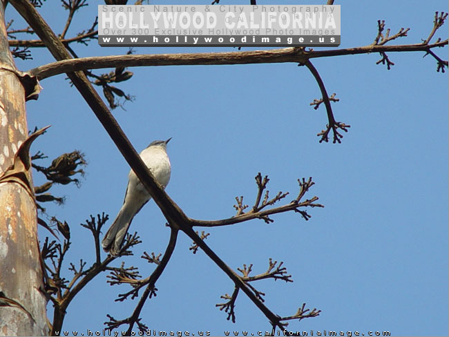 Hollywood_hills_bird-2