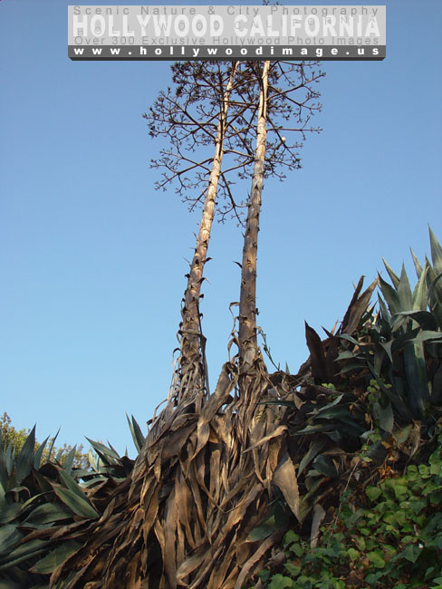 Hollywood_hills_plants-2-2