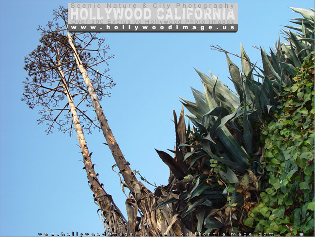 Hollywood_hills_plants-2