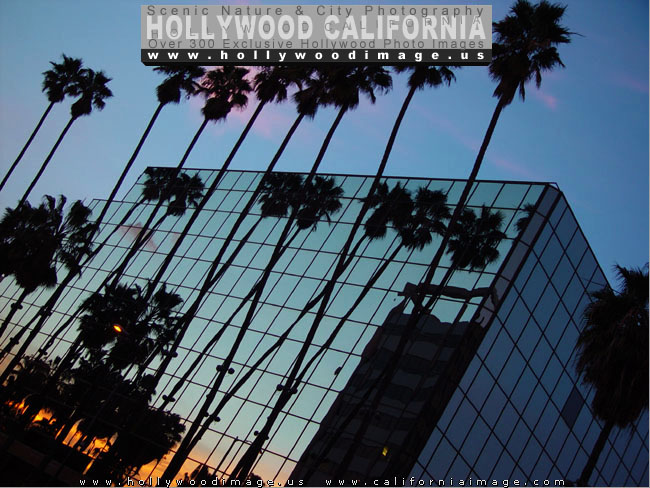 Hollywood-Night-Lights
