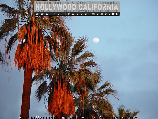 Moon-and-palm-trees