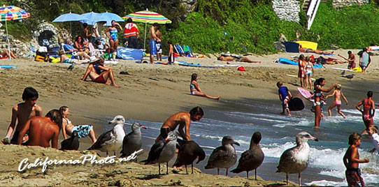 People and Birds