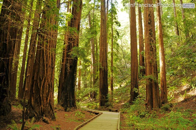 muir-woods-3