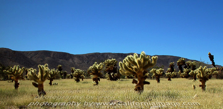Cholla Cactus Wood