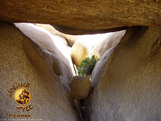 Joshua-Tree-Desert-April