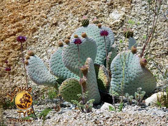 Desert