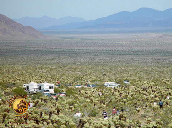 Cholla