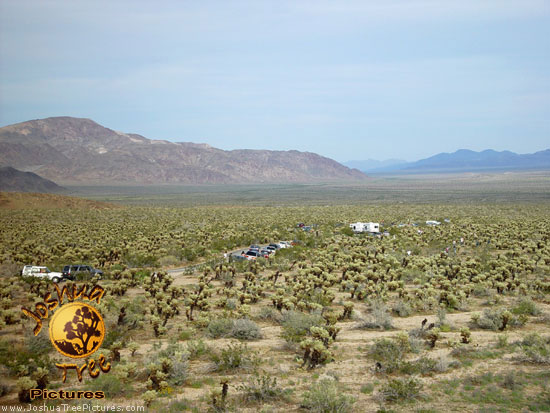 Cholla