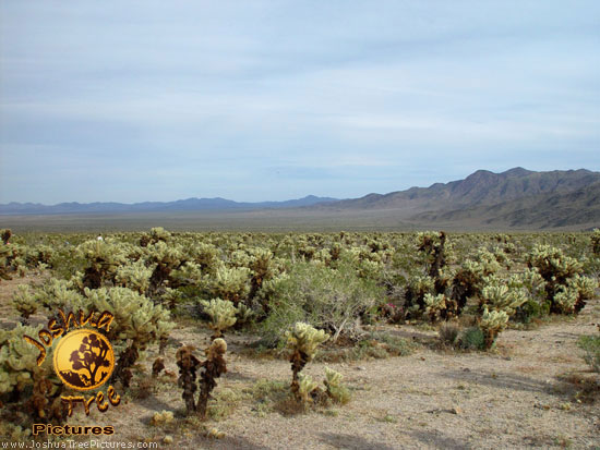 Desert