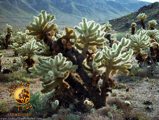 Cholla
