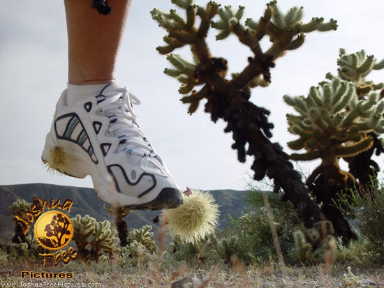 Prickly