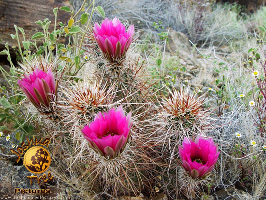 Flowering