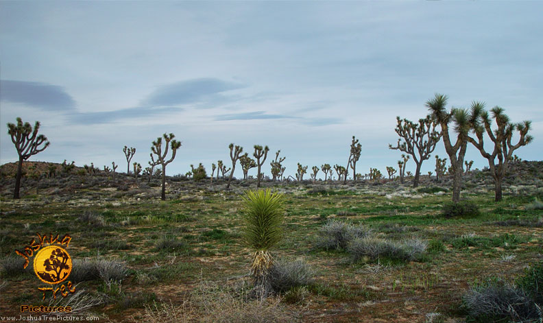 Desert