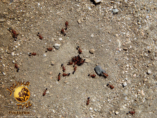 Ants