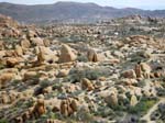 Joshua-Tree-Desert-April
