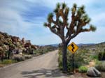 Joshua-Tree-Desert-April