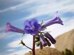 Joshua-Tree-Desert-April