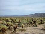 Joshua-Tree-Desert-April
