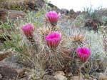 Joshua-Tree-Desert-April