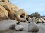 Joshua-Tree-Desert-April