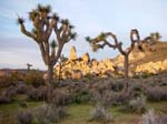 Joshua-Tree-Desert-April