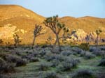 Joshua-Tree-Desert-April