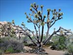 Joshua-Tree-Desert-April