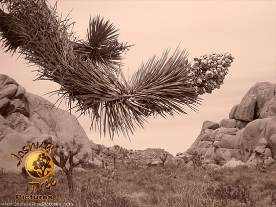 Desert