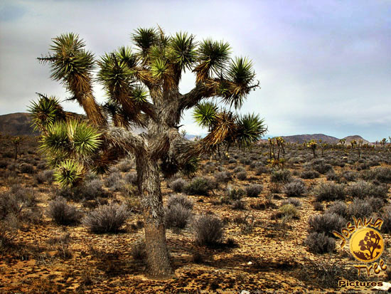 Joshua_Tree