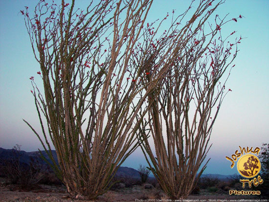 Ocotillo