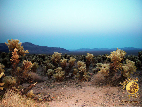 Cholla